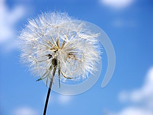 Puffball against the sky