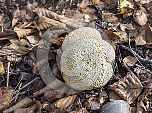 Puffball on autumn dry leaves in forest