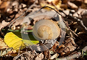 Puffball in autumn foliage