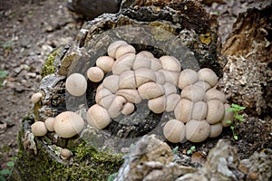 Puffball Clusters In A Cave Of Rotting Trunk