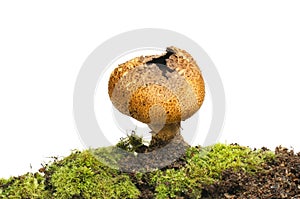 Puffball fungi in moss