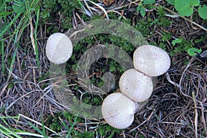 Puffball fungus