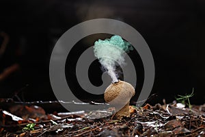 Puffball fungus in forest