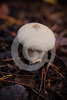 puffball fungus or in Latin Calvatia excipuliformis, growing in the forest on the humid soil between the autumn leaves and early.