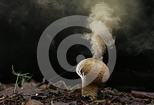 Puffball fungus spores photo