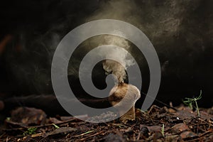 Puffball fungus spores photo