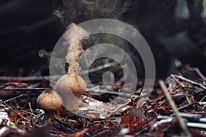 Puffball fungus spores photo