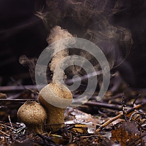 Puffball fungus spores photo