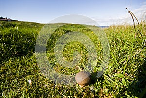 Puffball growing in the field