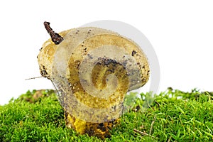 Puffball growing on the moss.Isolated on a white