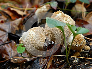 Puffball hidden in the leaves