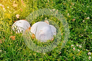 Puffball mushroom