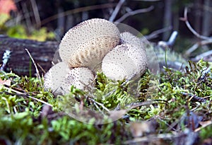 Puffball mushroom