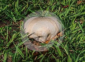 Puffball Mushroom Basidiomycota