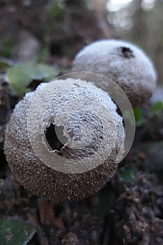 Puffball mushroom closeup shot