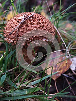 Puffball mushroom closeup shot