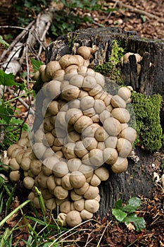 Puffball mushroom in forest