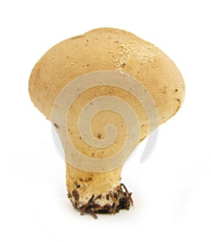 Puffball mushroom Lycoperdon perlatum on white photo