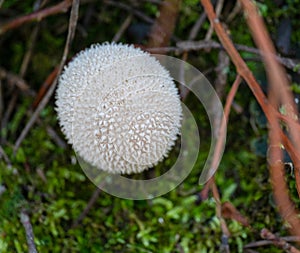 Puffball mushroom macro closeup