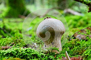 Puffball mushroom on softwood forest floor, fall season nature details