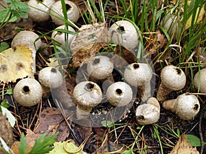 Puffball mushrooms