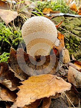 Puffball mushrooms