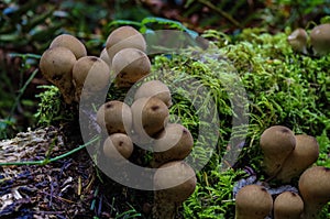 Puffball Mushrooms