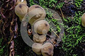 Puffball Mushrooms