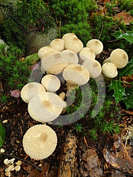 Puffball mushrooms in the forest