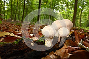 Puffball mushrooms in forest