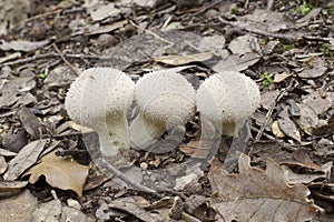 Puffball mushrooms, lycoperdon perlatum