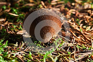 Puffball mushrooms on a stump - Lycoperdon umbrinum