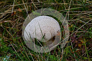 Puffball mushrooms on a stump - Lycoperdon umbrinum in a moss