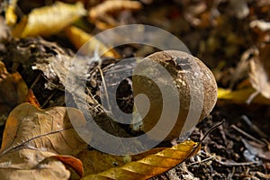 Puffball mushrooms on a stump - Lycoperdon umbrinum in a moss