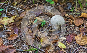 Puffball puffball (Lycoperdon perlatum) in the autumn forest