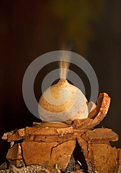 Puffball releasing spores