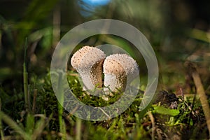 Puffball white mushroom with spikes