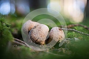 Puffballs mushrooms in forest on moss in color