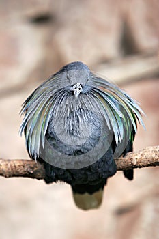 Puffed Bird on perch