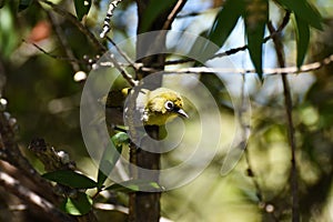 Puffed Cape White-Eye Bird Zosterops pallidus Looking