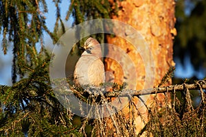 Puffed Eurasian jay, Garrulus glandarius perched on a spruce branch in autumnal boreal forest of Estonia, Northern Europe.