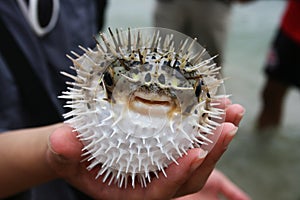 Puffed Up Fish