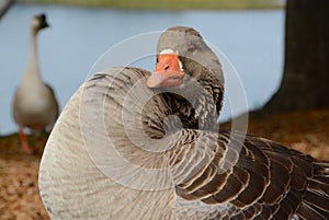 Puffed Up Goose