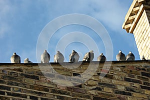 Puffed up pigeons on a roof