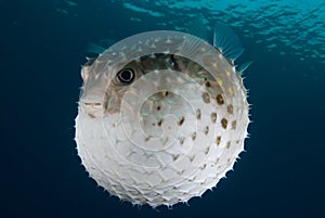 A puffed up Porcupinefish (Diodon hystrix)