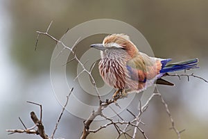 Puffed up purple roller sitting on a branch during cold morning