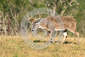 A puffed up and very aggressive whitetail buck