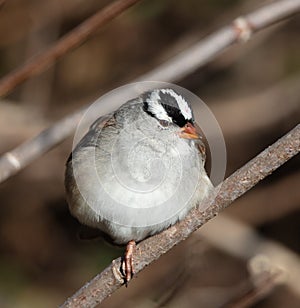 Puffed Up White Crowned Sparrow