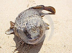 Puffer on the beach