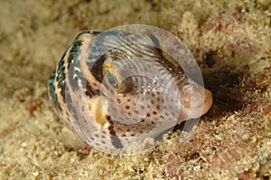 Puffer, Black-saddled Toby, Mabul Island, Sabah